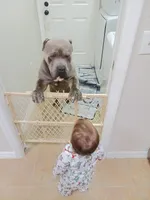 XL BGK Sumo, a male American Bully for sale in The Villages, FL – Photo 6 of 8