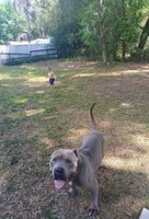 XL BGK Sumo, a male American Bully for sale in The Villages, FL – Photo 7 of 8