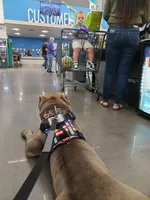 XL BGK Sumo, a male American Bully for sale in The Villages, FL – Photo 3 of 8