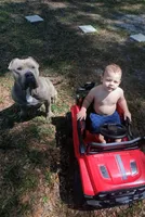 XL BGK Sumo, a male American Bully for sale in The Villages, FL – Photo 8 of 8
