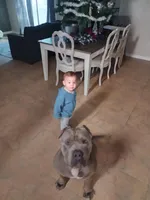 XL BGK Sumo, a male American Bully for sale in The Villages, FL – Photo 5 of 8