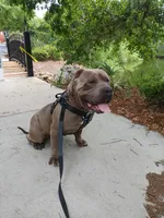 XL BGK Sumo, a male American Bully for sale in The Villages, FL – Photo 4 of 8