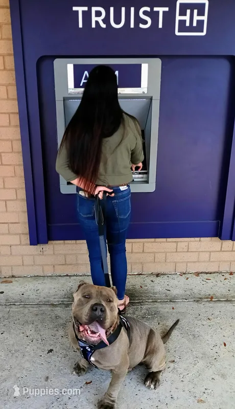 XL BGK Sumo – American Bully puppy for sale in The Villages, FL