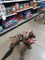 XL BGK Sumo, a male American Bully for sale in The Villages, FL – Photo 2 of 8