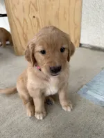 Barbie, a female Golden Retriever for sale in Sacramento, CA – 2 of 4