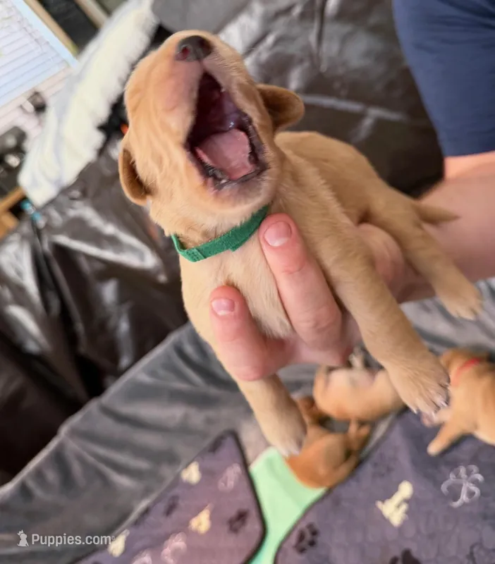Forrest – Golden Retriever puppy for sale in Sacramento, CA