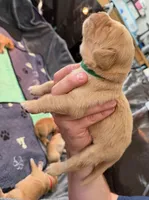 Forrest, a male Golden Retriever for sale in Sacramento, CA – 2 of 2