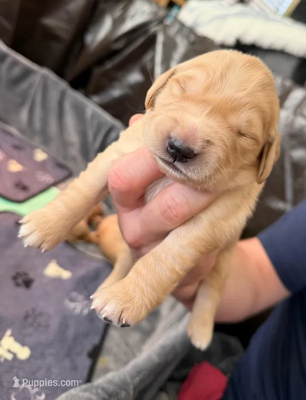 Rover – Golden Retriever puppy for sale in Sacramento, CA