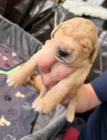 Rover, a male Golden Retriever for sale in Sacramento, CA – 1 of 2