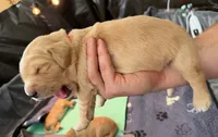 Rover, a male Golden Retriever for sale in Sacramento, CA – 2 of 2