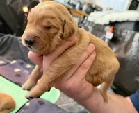 Barbie, a female Golden Retriever for sale in Sacramento, CA – 1 of 2