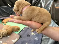 Barbie, a female Golden Retriever for sale in Sacramento, CA – 2 of 2