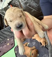 Vee, a female Golden Retriever for sale in Sacramento, CA – 1 of 2