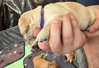 Vee, a female Golden Retriever for sale in Sacramento, CA – 2 of 2