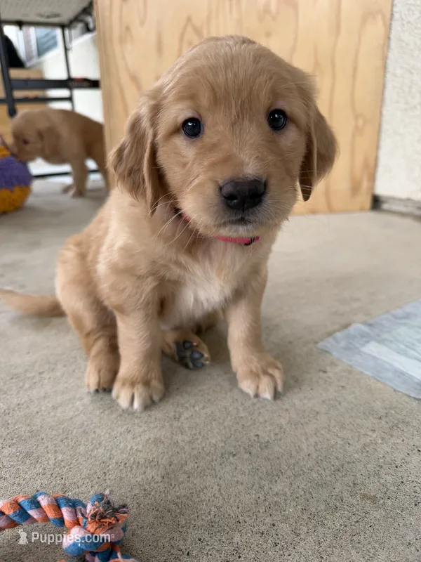 Barbie – Golden Retriever puppy for sale in Sacramento, CA