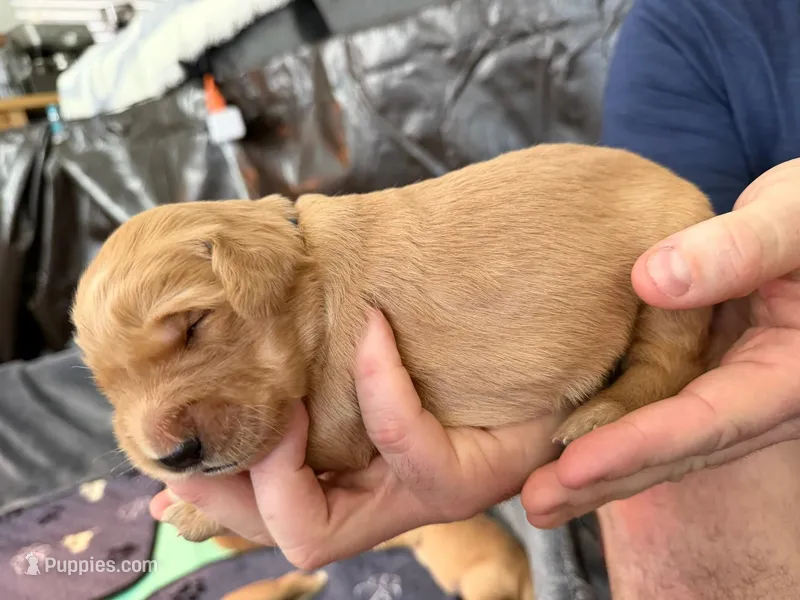 Bolt – Golden Retriever puppy for sale in Sacramento, CA