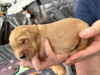 Bolt, a male Golden Retriever for sale in Sacramento, CA – 1 of 2