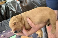 Bolt, a male Golden Retriever for sale in Sacramento, CA – 2 of 2