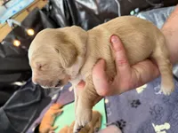 Indy, a male Golden Retriever for sale in Sacramento, CA – 2 of 2