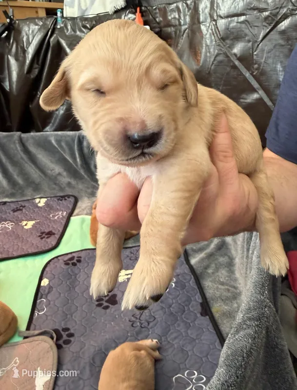 Indy – Golden Retriever puppy for sale in Sacramento, CA