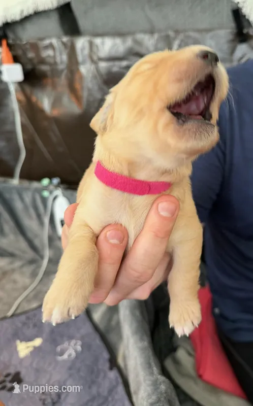 Lucky – Golden Retriever puppy for sale in Sacramento, CA