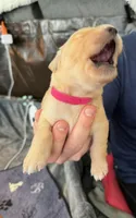 Lucky, a female Golden Retriever for sale in Sacramento, CA – 1 of 2