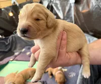 Lucky, a female Golden Retriever for sale in Sacramento, CA – 2 of 2