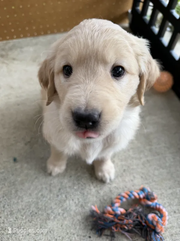 Diamond – Golden Retriever puppy for sale in Sacramento, CA