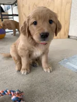 Barbie, a female Golden Retriever for sale in Sacramento, CA – 1 of 4