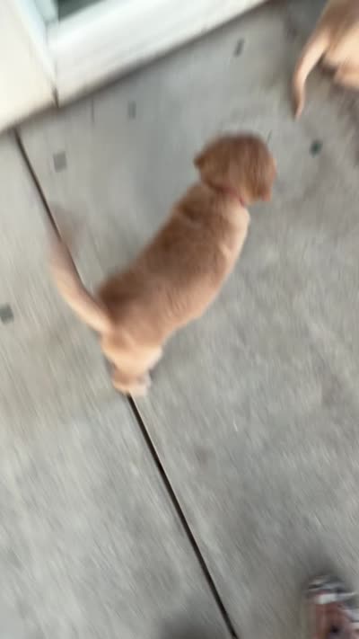 Barbie, a female Golden Retriever for sale in Sacramento, CA – 4 of 4