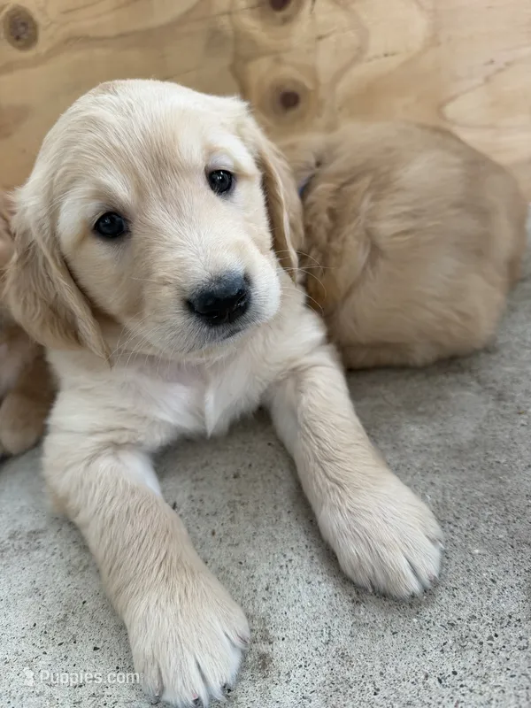Indy – Golden Retriever puppy for sale in Sacramento, CA