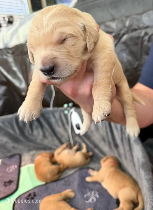 Diamond – Golden Retriever puppy for sale in Sacramento, CA