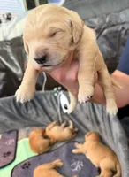 Diamond, a female Golden Retriever for sale in Sacramento, CA – 1 of 2