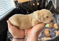 Diamond, a female Golden Retriever for sale in Sacramento, CA – 2 of 2