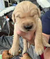 Shadow, a male Golden Retriever for sale in Sacramento, CA – 2 of 2