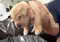 Shadow, a male Golden Retriever for sale in Sacramento, CA – 1 of 2