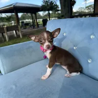 Girl #2, a female Chihuahua for sale in Saint Cloud, FL – Photo 3 of 4