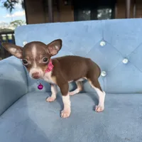 Girl #2, a female Chihuahua for sale in Saint Cloud, FL – Photo 4 of 4