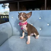 Girl #2, a female Chihuahua for sale in Saint Cloud, FL – Photo 1 of 4