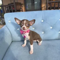 Girl #2, a female Chihuahua for sale in Saint Cloud, FL – Photo 2 of 4