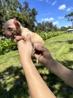 Male #2, a male Chihuahua for sale in Saint Cloud, FL – Photo 3 of 4