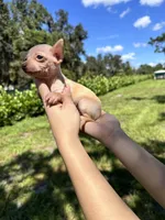 Male #2, a male Chihuahua for sale in Saint Cloud, FL – Photo 4 of 4