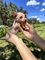 Male #2, a male Chihuahua for sale in Saint Cloud, FL – Photo 2 of 4
