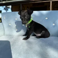 Male #3, a male Chihuahua for sale in Saint Cloud, FL – Photo 7 of 7