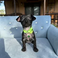 Male #3, a male Chihuahua for sale in Saint Cloud, FL – Photo 1 of 7