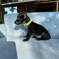 Male #3, a male Chihuahua for sale in Saint Cloud, FL – Photo 5 of 7