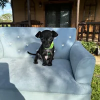Male #3, a male Chihuahua for sale in Saint Cloud, FL – Photo 6 of 7