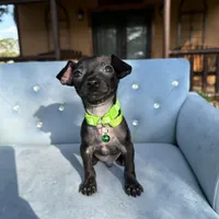 Male #3, a male Chihuahua for sale in Saint Cloud, FL – Photo 2 of 7