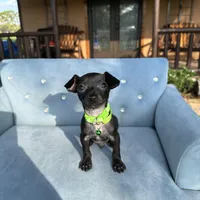 Male #3, a male Chihuahua for sale in Saint Cloud, FL – Photo 4 of 7