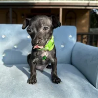 Male #3, a male Chihuahua for sale in Saint Cloud, FL – Photo 3 of 7